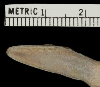 Media type: image;   Herpetology R-64510
